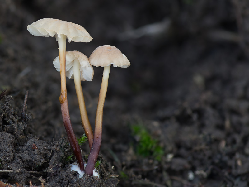 Marasmius anomalus